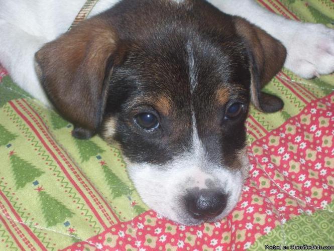 Jack Russell Terrier - Price: 75.00 in Baton Rouge, LouisianaFor Sale