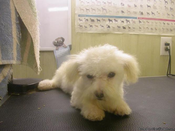 - male-maltese-pups-need-a-loving-home-price-40000_21813059