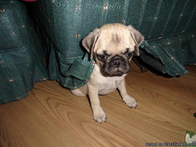  - pug-puppies-for-sale-price-110000_21785867