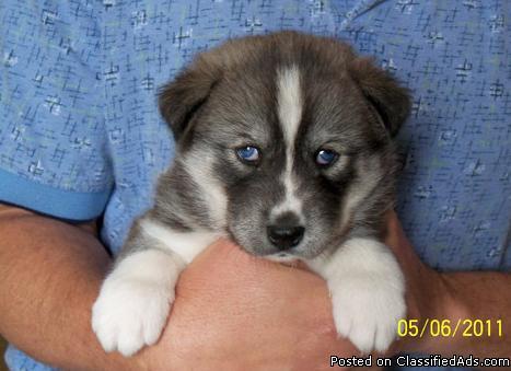 Siberian Husky Puppies For Adoption In Maine